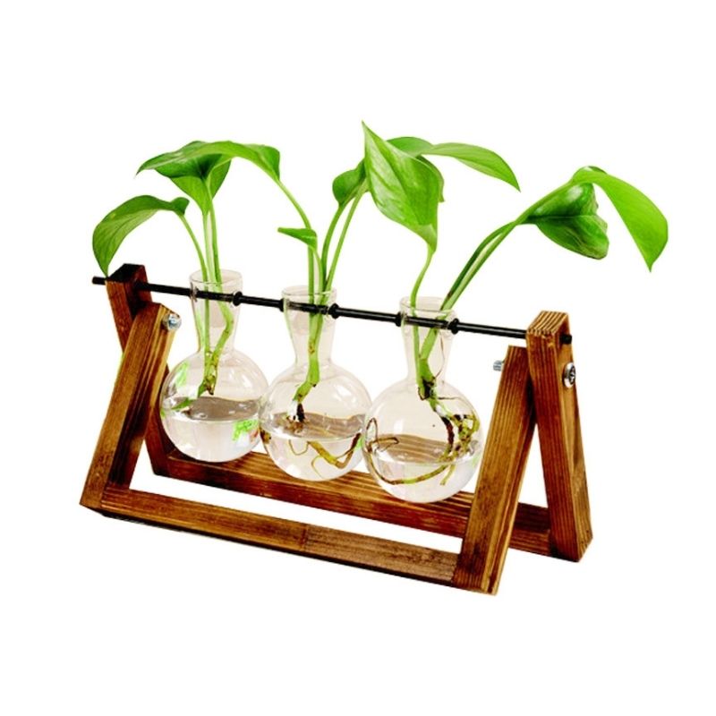 Soil-Free Glass Propagation Vase for Indoors
